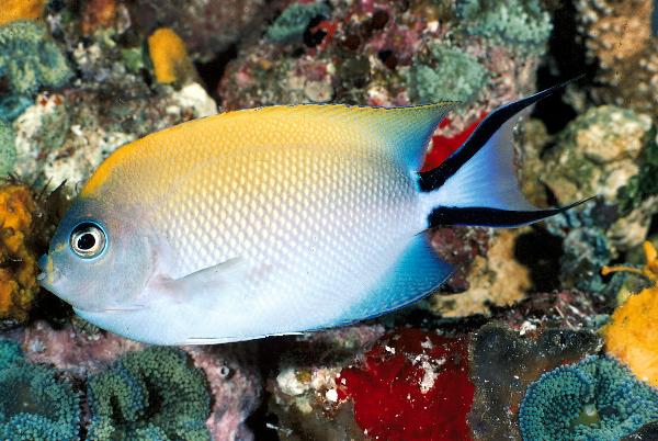GENICANTHUS MELANOSPILOS